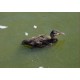 Les cours d'eau du parc