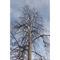 Les arbres du parc