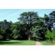 Les arbres du parc