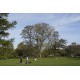 Les arbres du parc