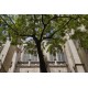 Rue Saint Nizier