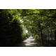 Passage Germaine Tillion