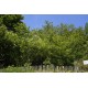 Jardin du Mont Sauvage
