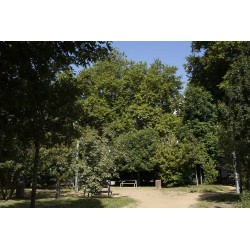 Square Ugo Iannucci