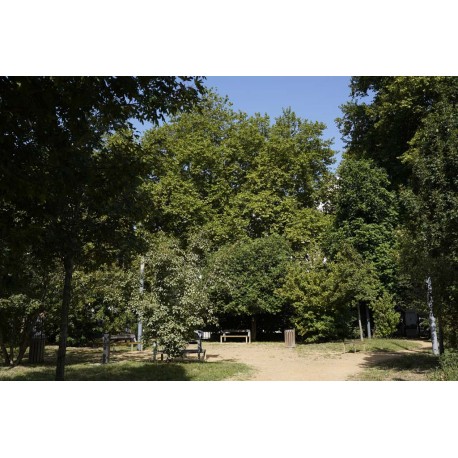 Square Ugo Iannucci