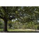 Parc Francis Popy
