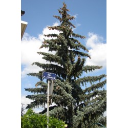 Rue de la Corniche