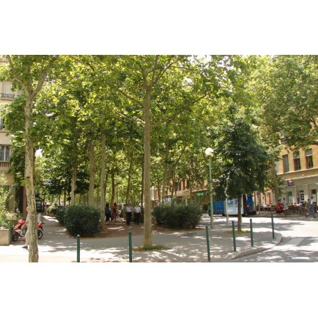 Place des Tapis