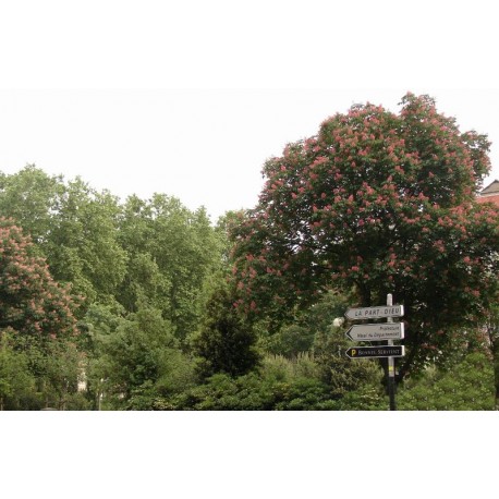 Jardin Général Charles Delestraint