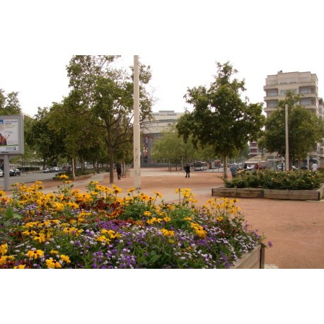 Place du Bachut