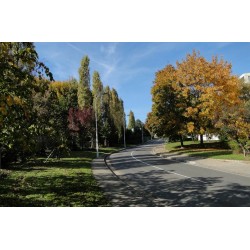 Rue Charles Porcher